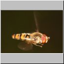 Episyrphus balteatus - Hain-Schwebfliege m07.jpg